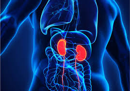 Nephrology image